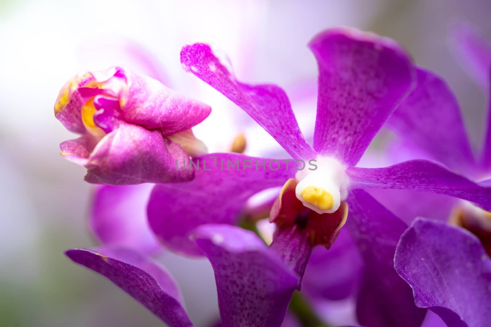 Beautiful blooming orchids in forest, On the bright sunshine