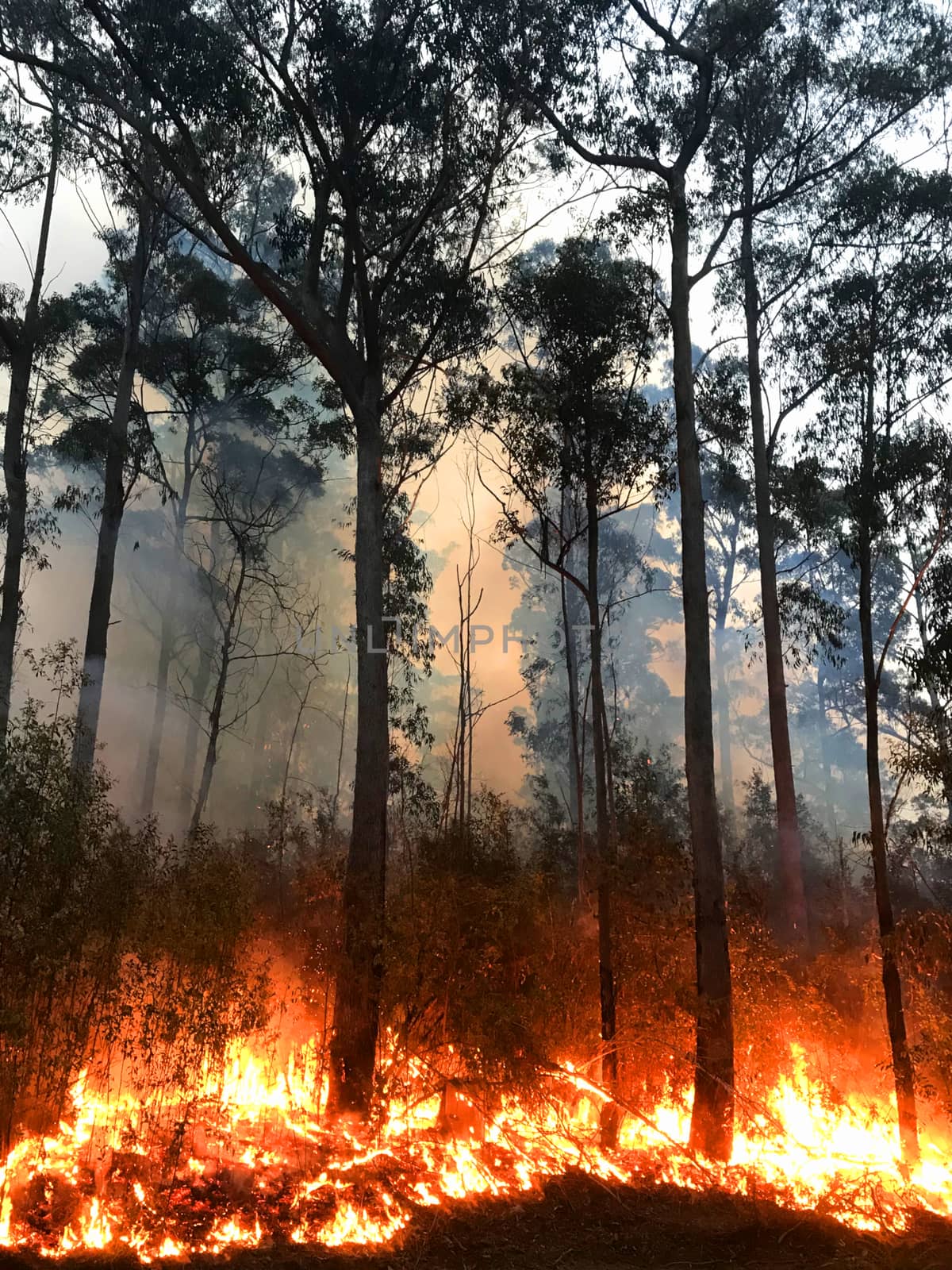 A fire burning on the South Coast of NSW