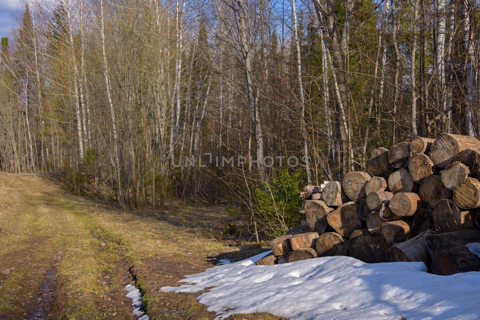 Round sawn firewood in the snow by a forest road on a spring day.