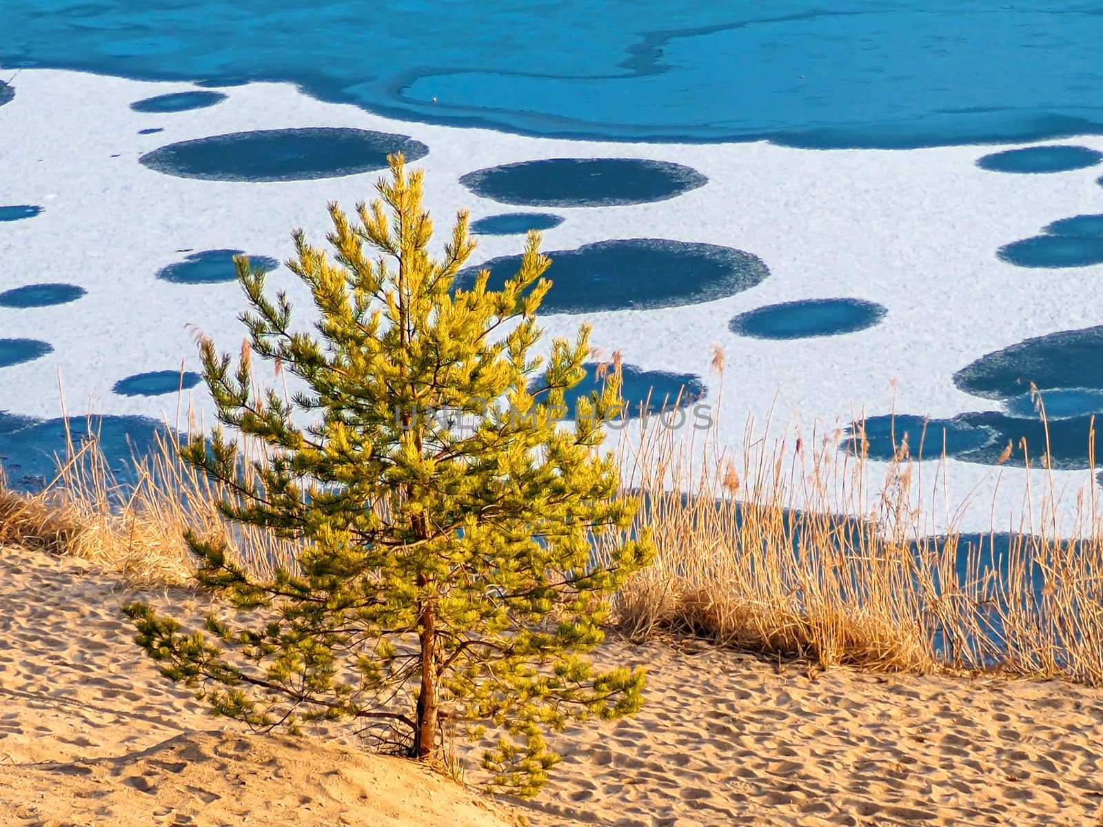 Winter Landscape with water circles and conifers On Beach. frozen lake, snow texture close-up. Abstract shapes. Tallinn, Estonia. Panoramic view. Copy space for text. Image for wallpaper and desktop