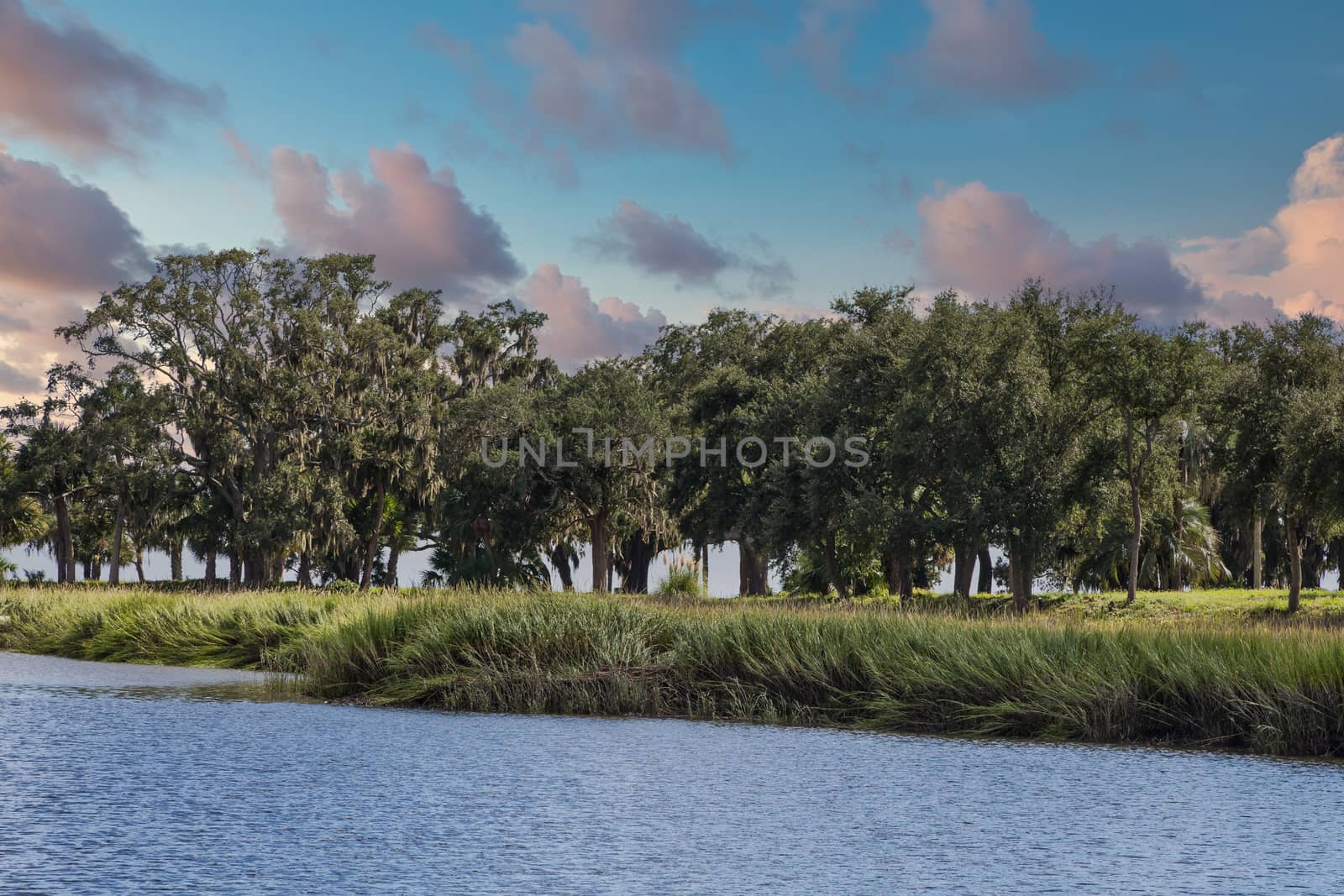 Trees and grass along a wetland marsh