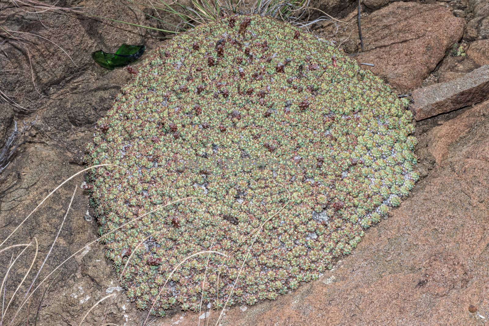 Euphorbia clavarioides, a low growing succulent plant, at Golden Gate in the Free State Province