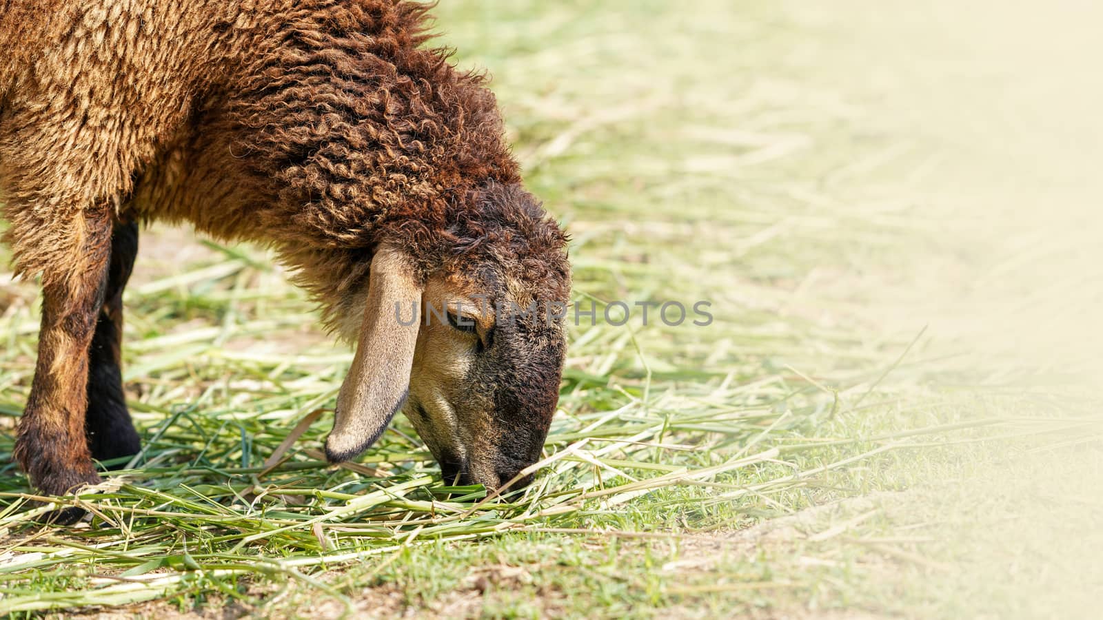 Close up Brown Sheep eat grass in the meadows in late summer. by chadchai_k