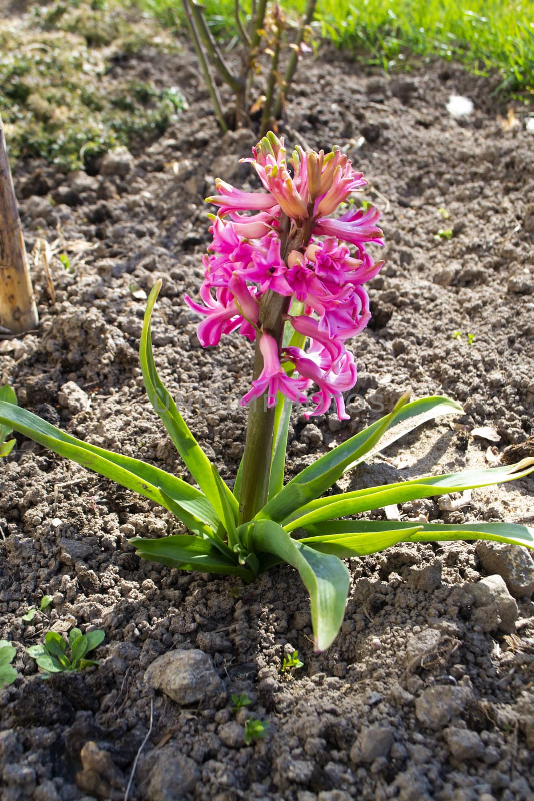 pink hyacinth flowers on garden, vertical