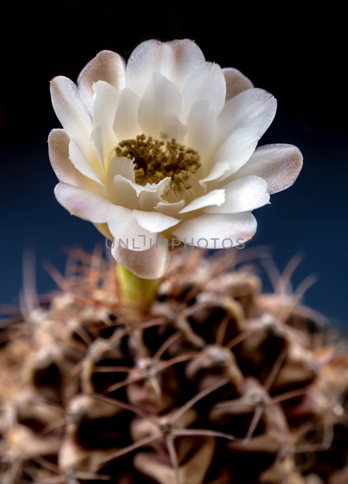 Gymnocalycium Cactus flower close-up white and light brown color by Satakorn