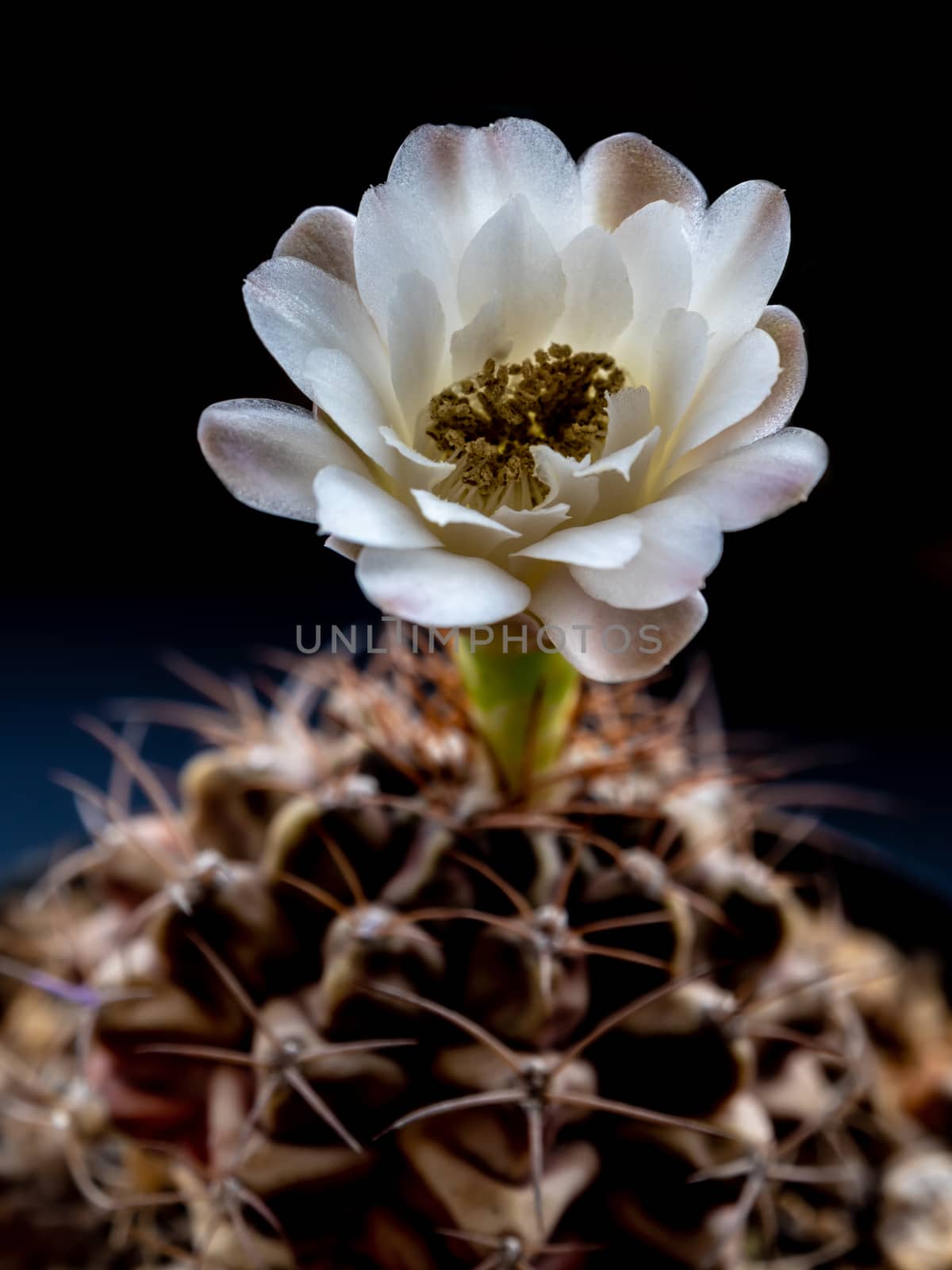 Gymnocalycium Cactus flower close-up white and light brown color by Satakorn