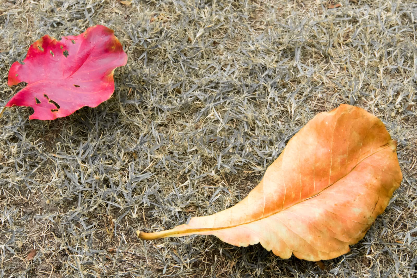 Red and yellow leaves on greensward by Satakorn