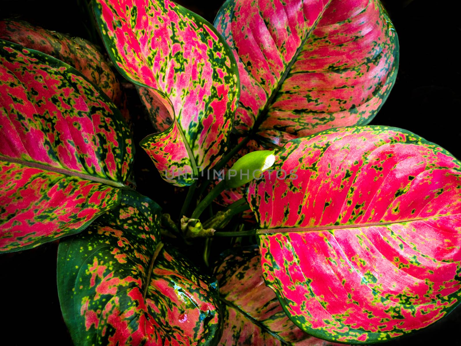 Beautiful color on leaf of Aglaonema tropical houseplant by Satakorn