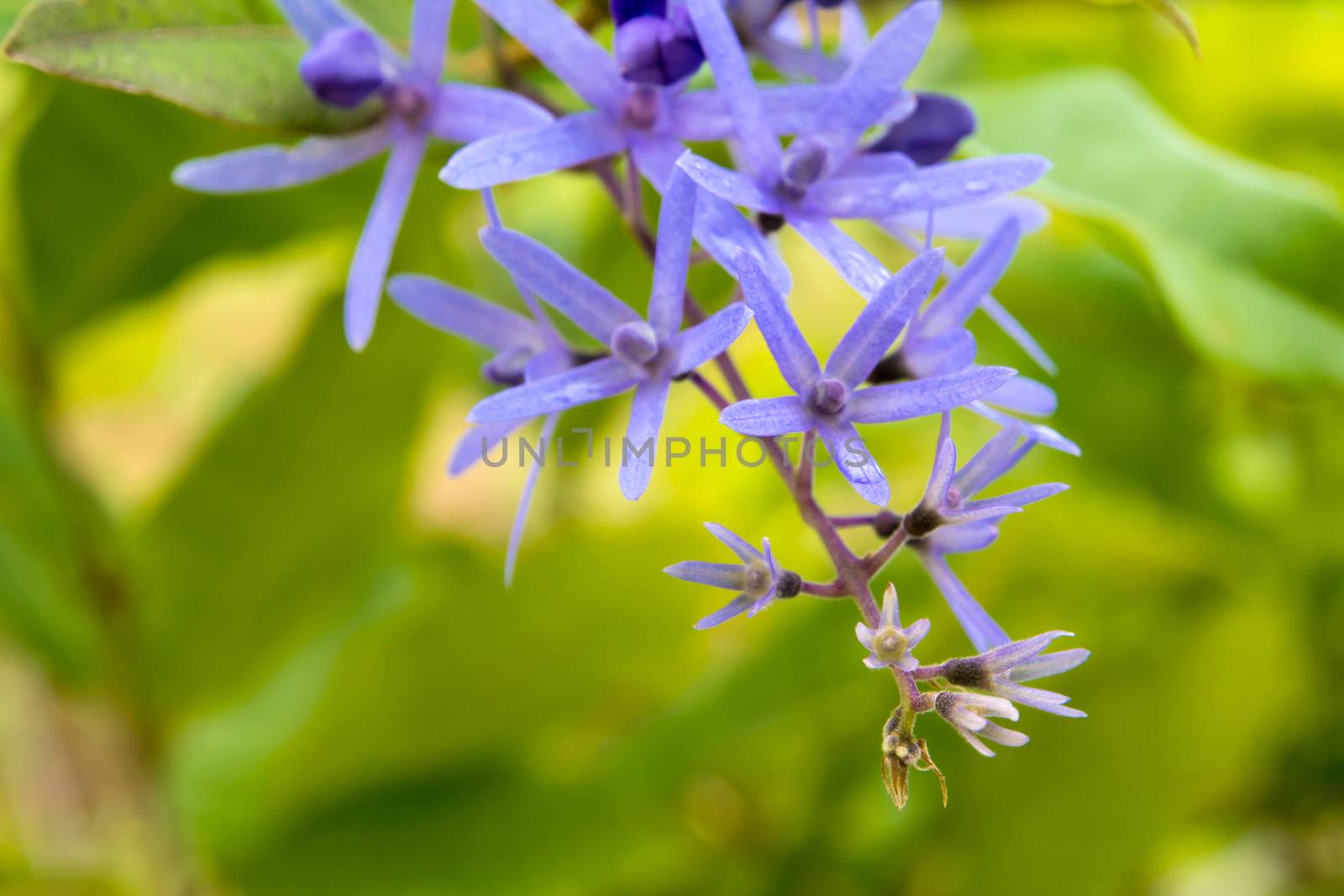 Close up the flower of Purple Wreath, Sandpaper Vine