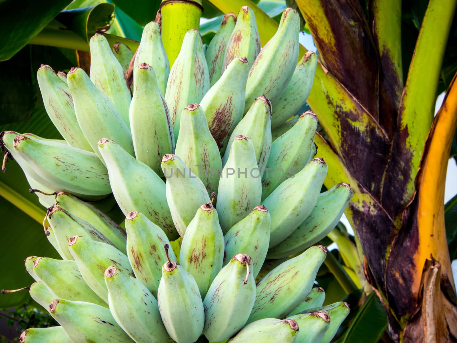 Bunch of raw Silver Bluggoe on a banana tree