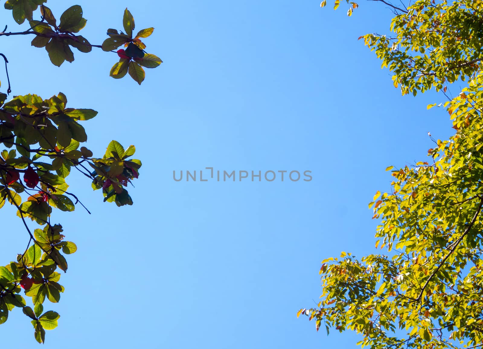 Freshness leaves on blue sky and sunlight background