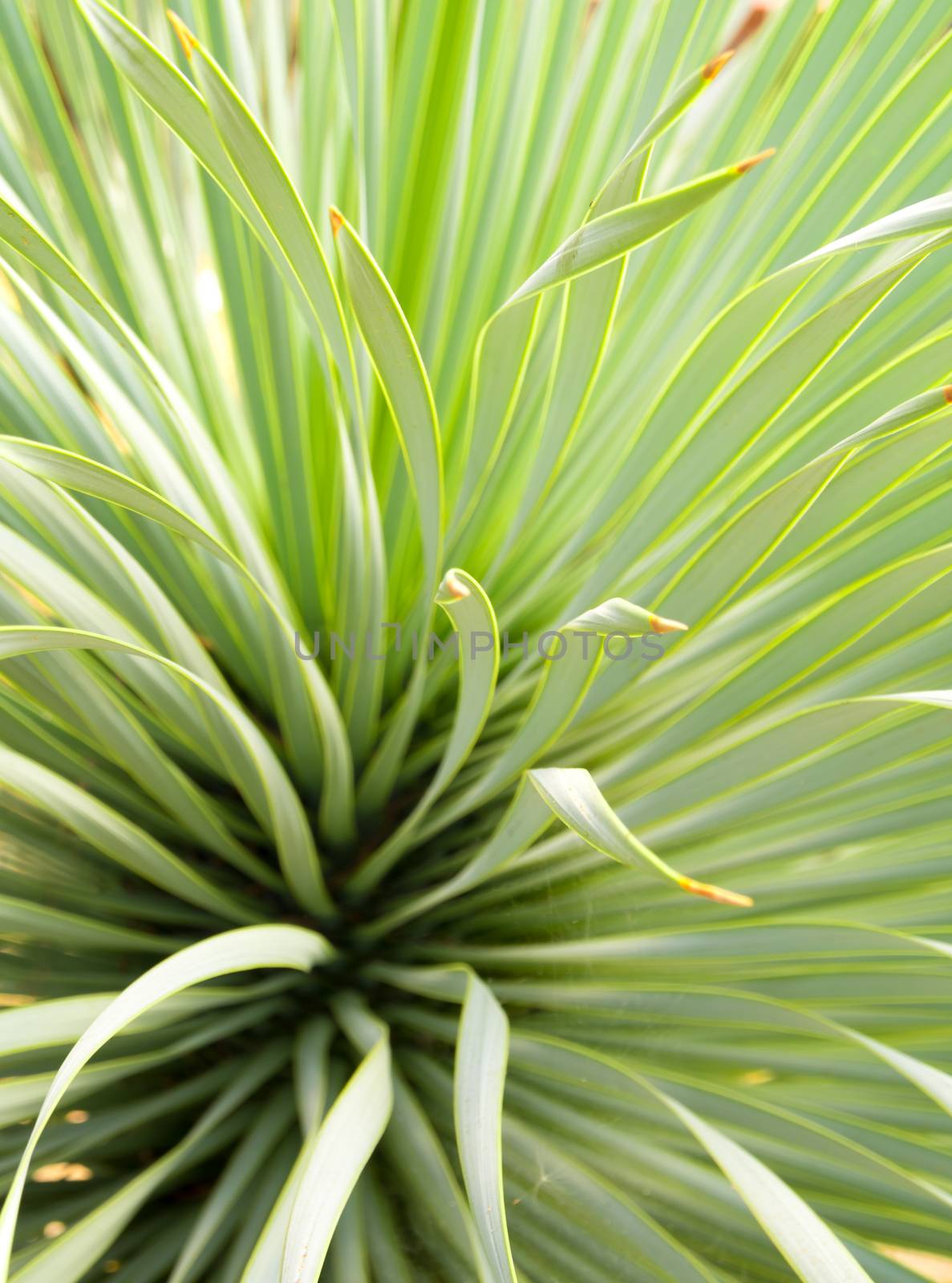 Succulent Yucca plant close-up, thorn and detail on leaves of Na by Satakorn