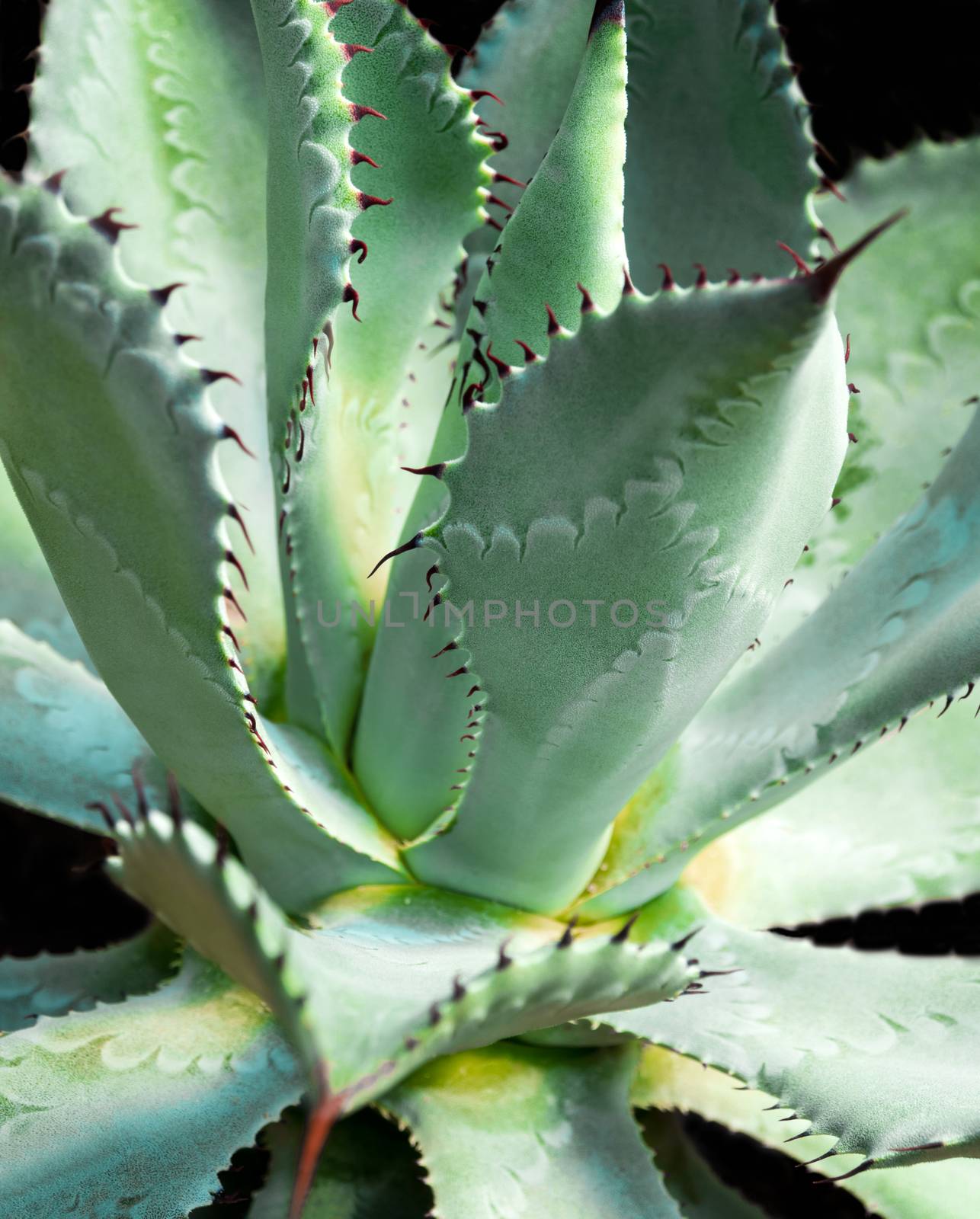 Agave succulent plant, close up white wax on freshness leaves with thorn of Agave leaf