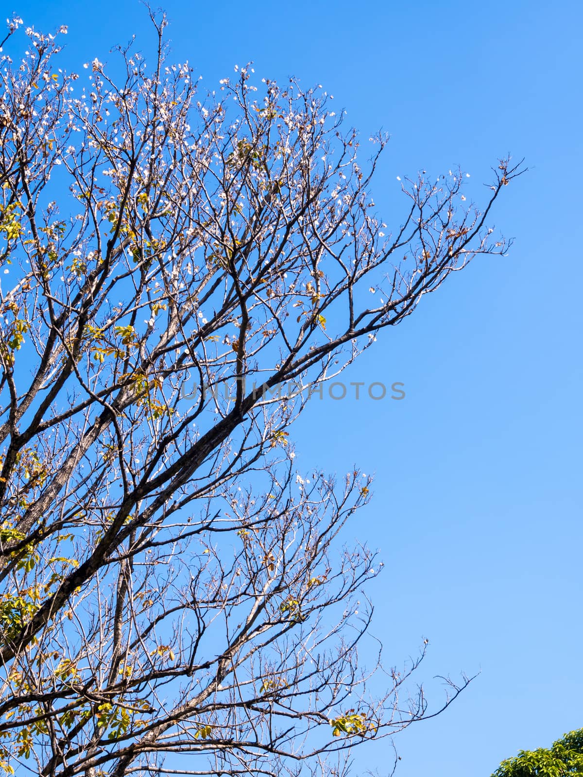 Dried pot of Padauk on deciduous tree in the autumn season with  by Satakorn