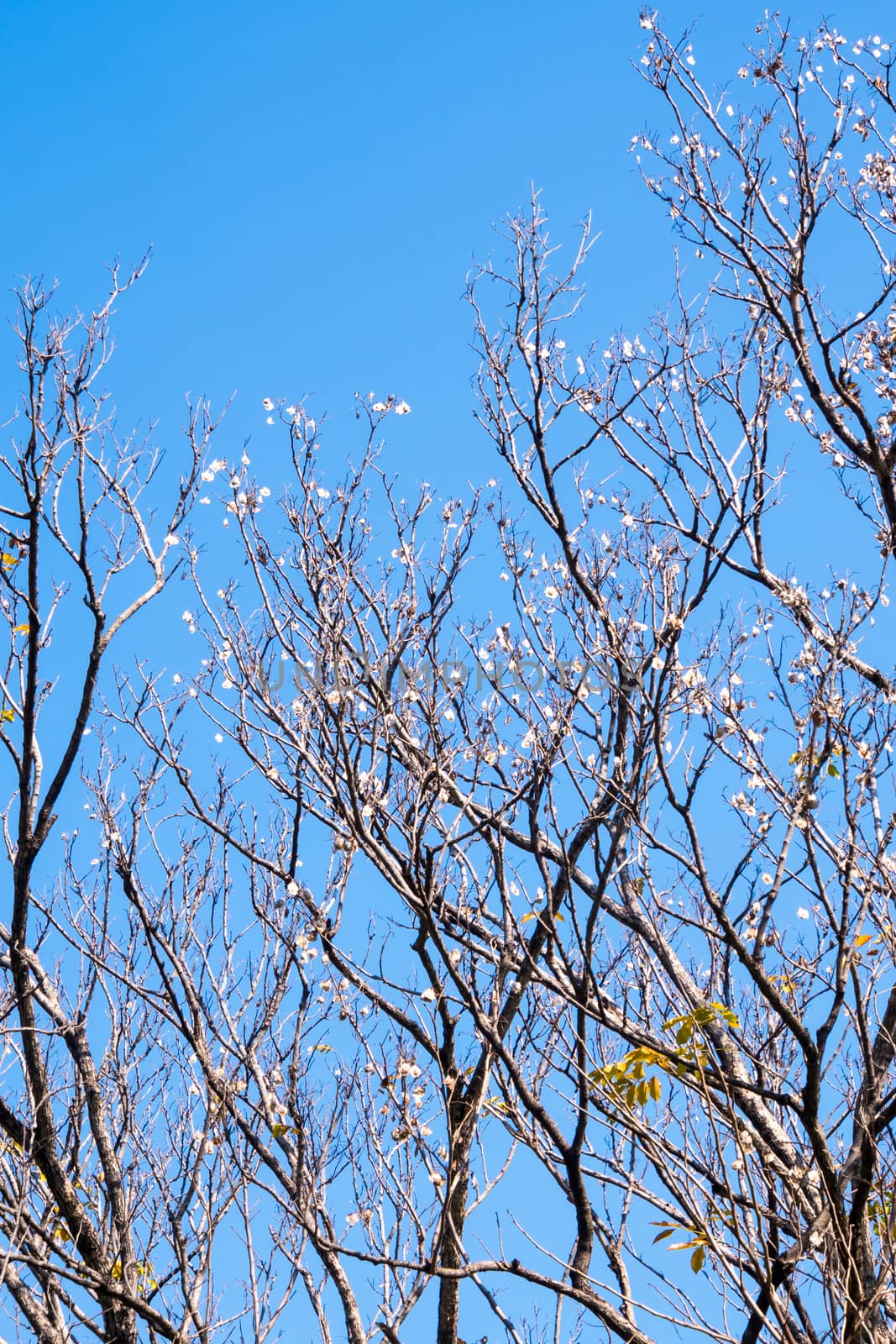 Dried pot of Burma Padauk on deciduous tree in the summer with blue sky background