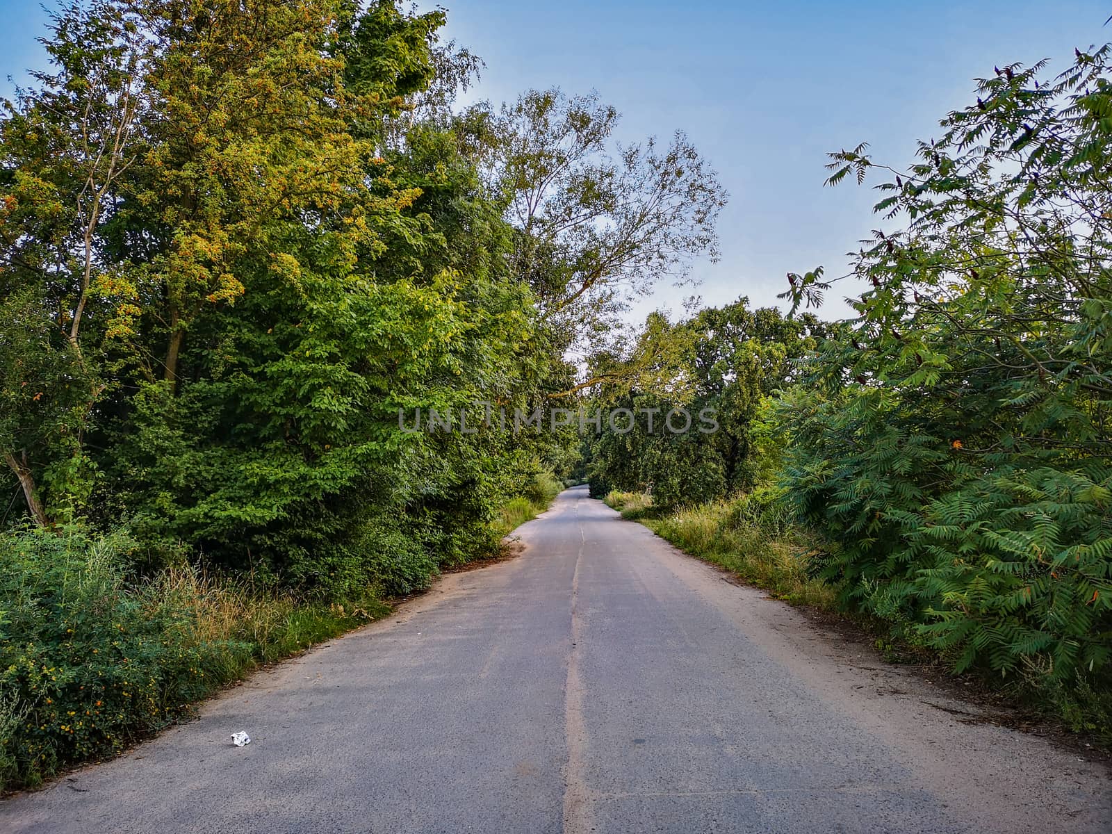 Concrete path with bushes and trees around by Wierzchu