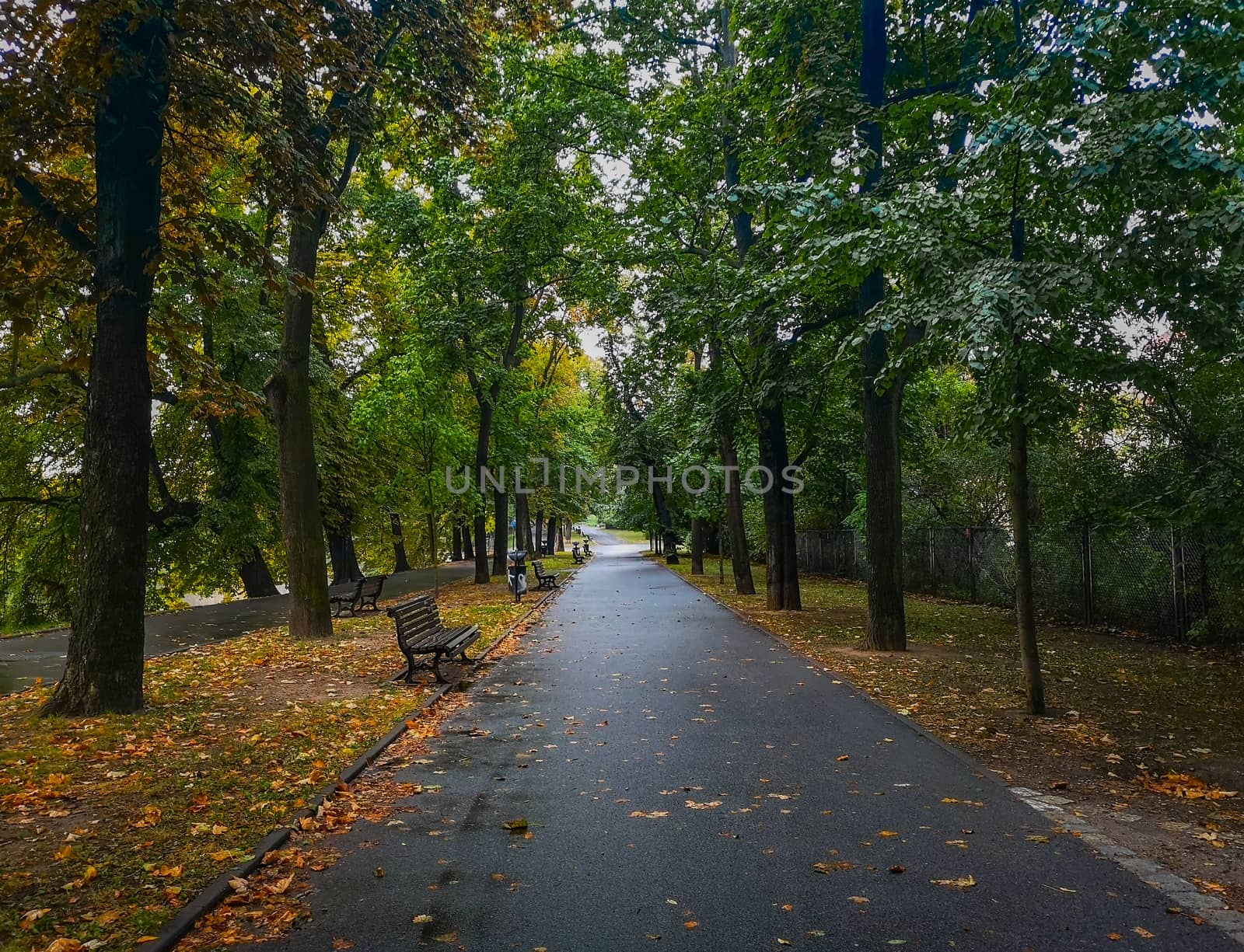 Path in park with bench on side at autumn and leafs falling by Wierzchu