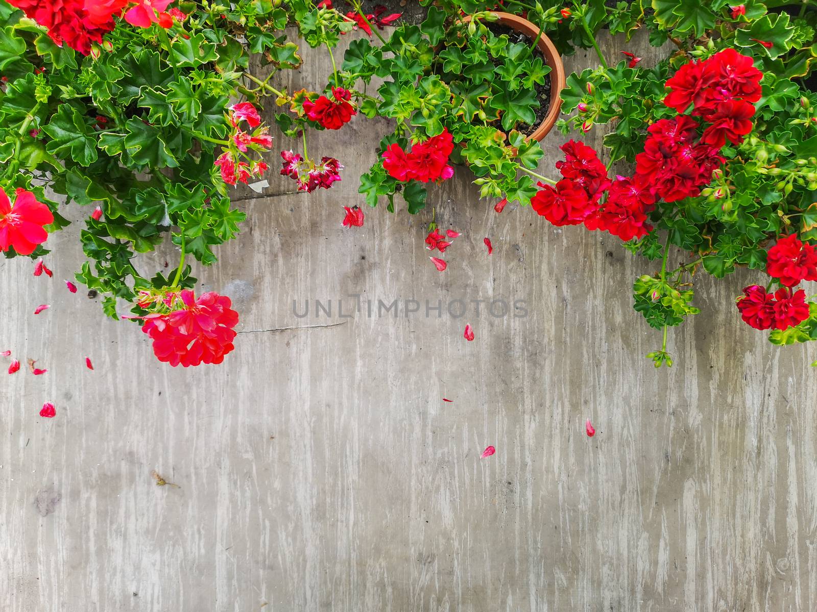 Light background with green and red flowers on top