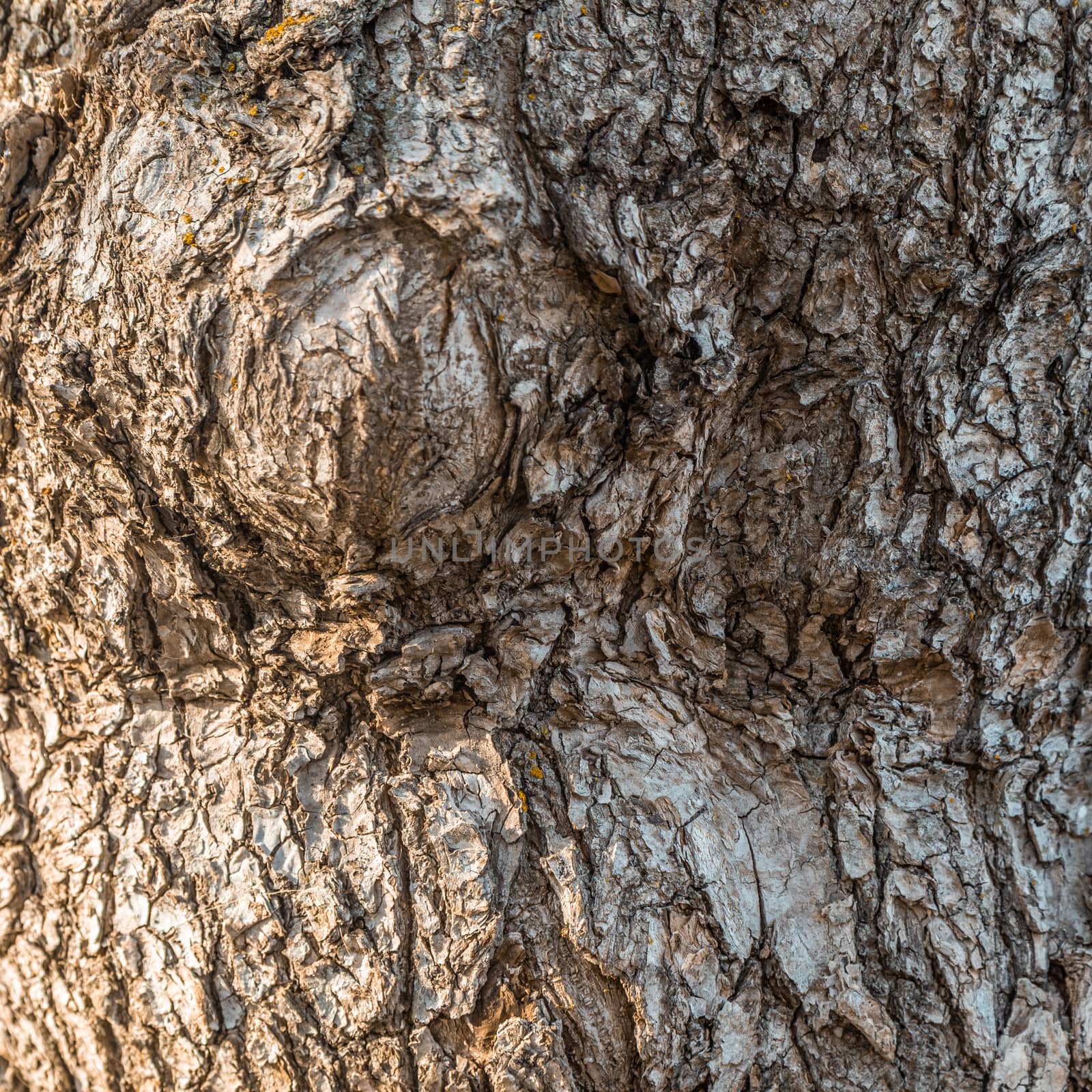 A fragment of the old tree 's bark texture. by sveter