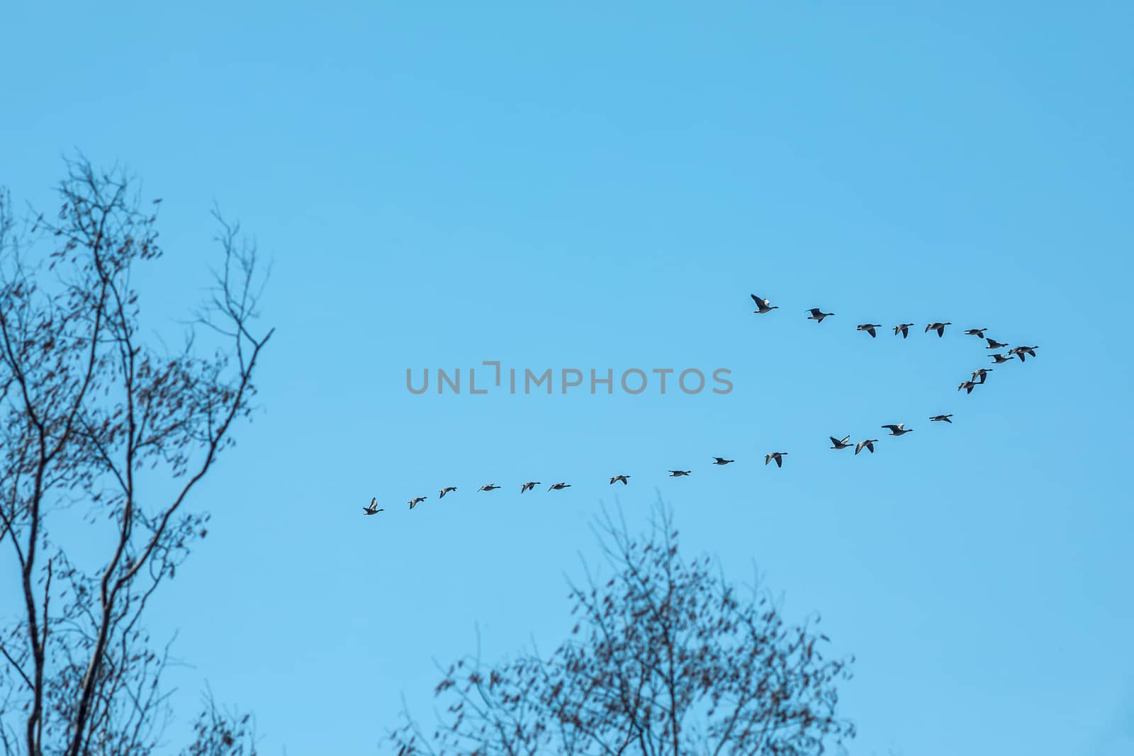 A flock of birds flies near the littless branches on a blue background. Natural background.