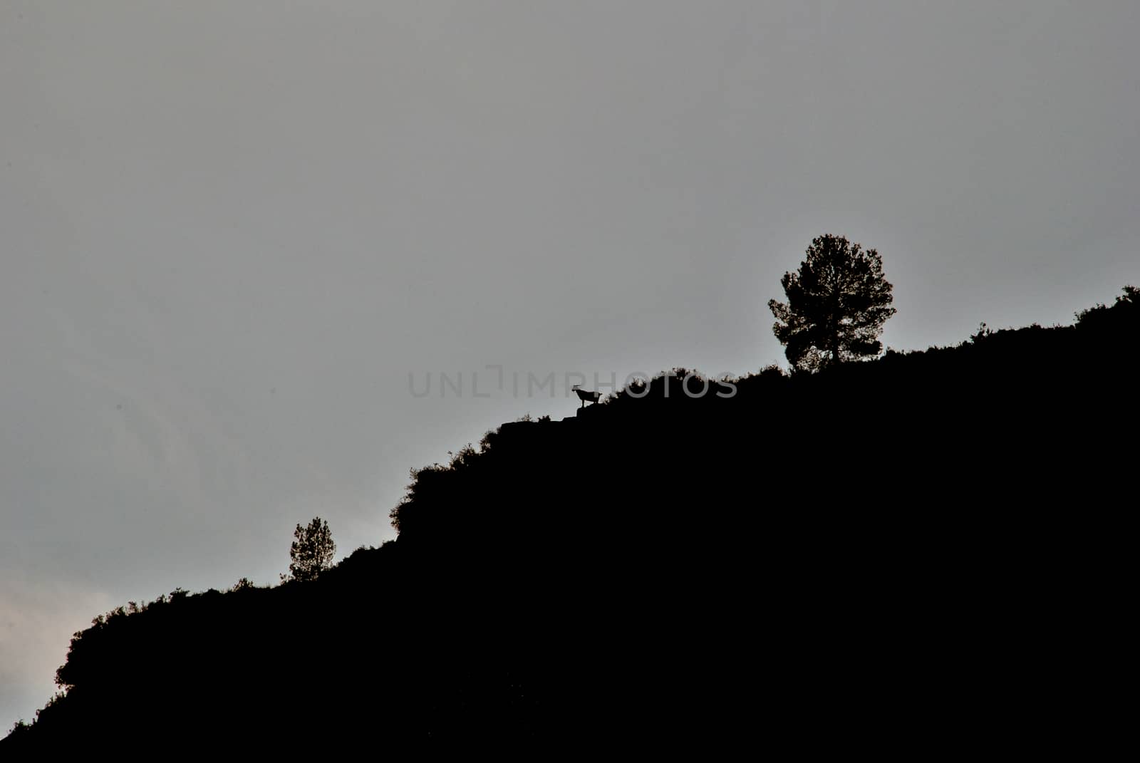 Mountain profile backlight with a goat, tree, silhouette, black and white