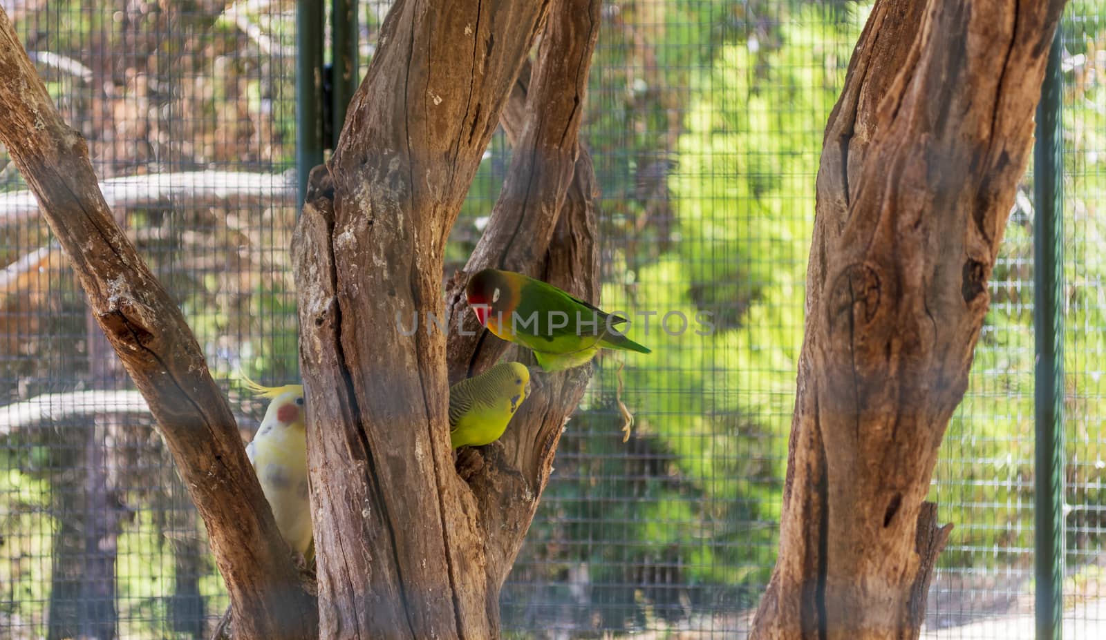 Colorful parrots in a cage at a zoo. Greece.