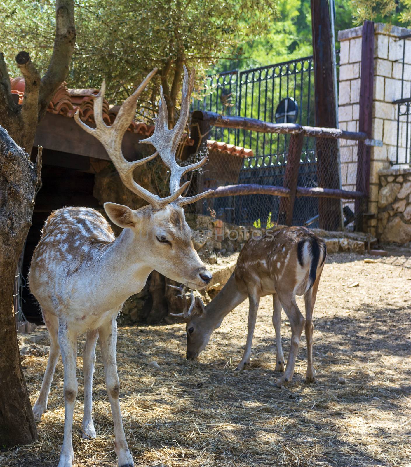 Deer placed in Captivity in a park zoo on a sunny day in Greece.