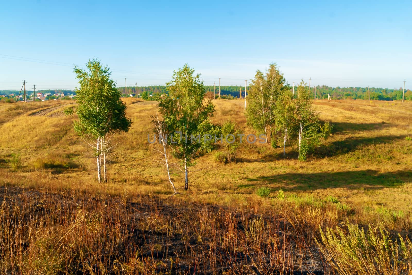 Sunny autumn morning, rural landscape, trees, meadow, blue sky