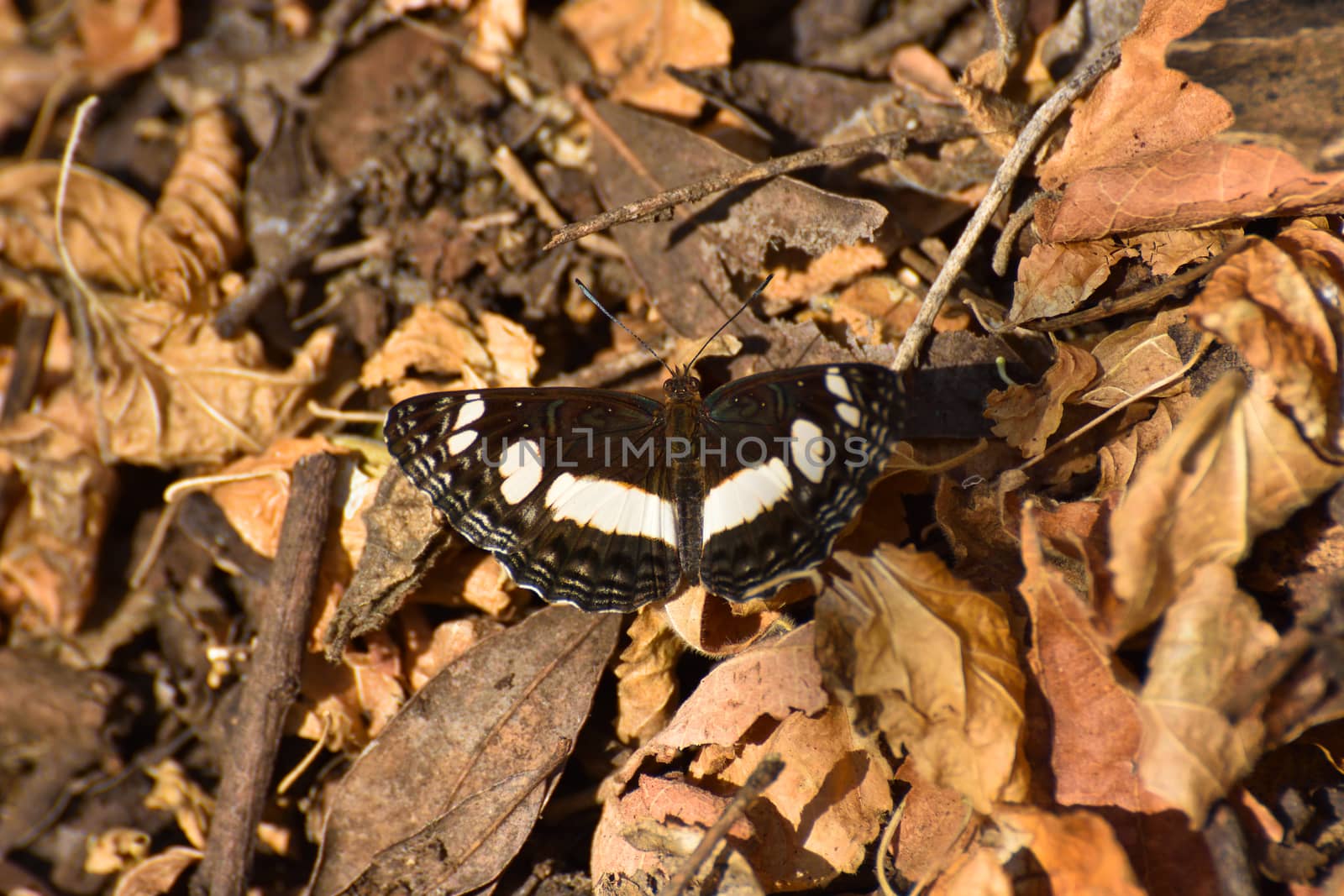 Spotted Sailer Butterfly On Autumn Leaves (Neptis saclava marpessa) by jjvanginkel