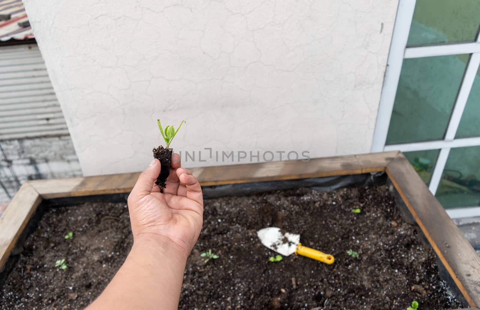 hand holding growing spinach plant before to be planted