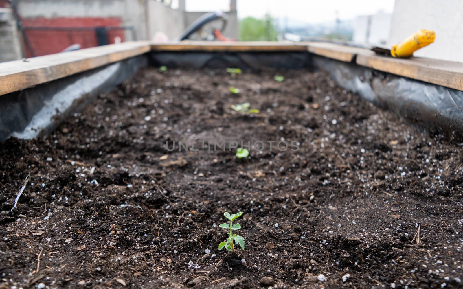 Grow bed whit some things on it and plants growing