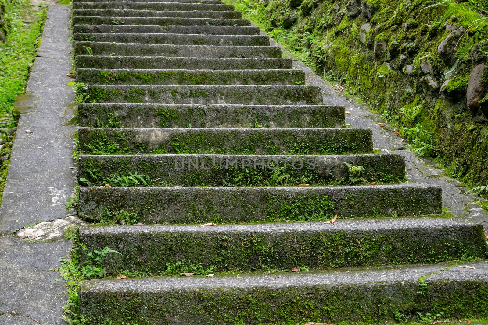 The beautiful concrete stairs walkway with moss in forest natural hill.