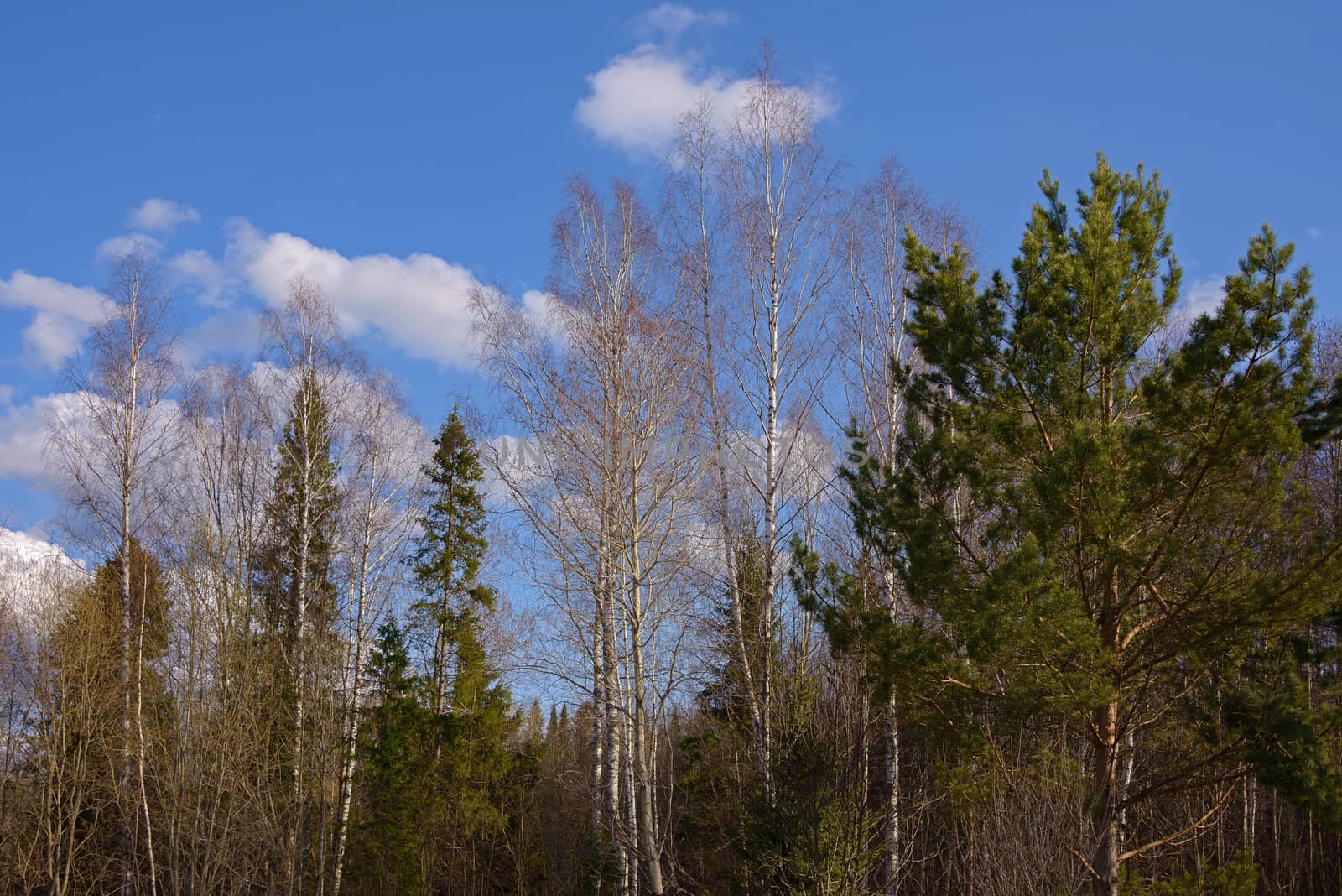 The tops of the trees in the mixed forest against the background of blue sky with white clouds in the spring.