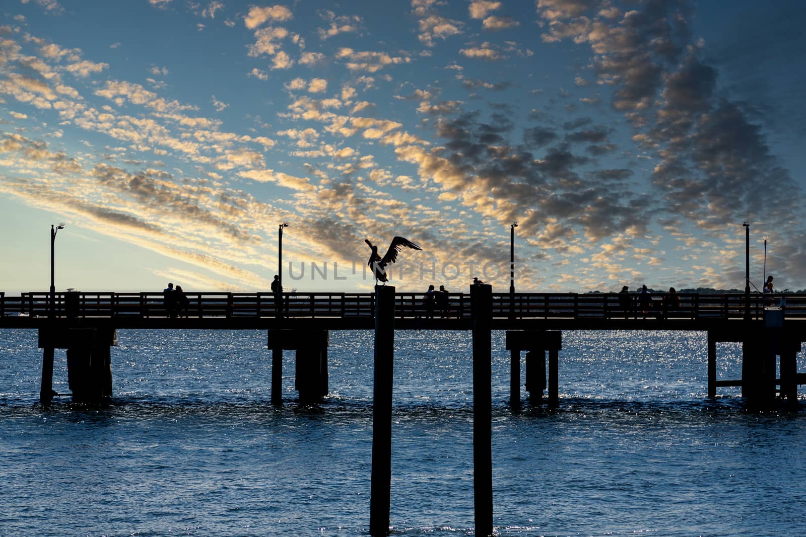 A Sillouette of a Pelican and a Pier with blue sea and sky