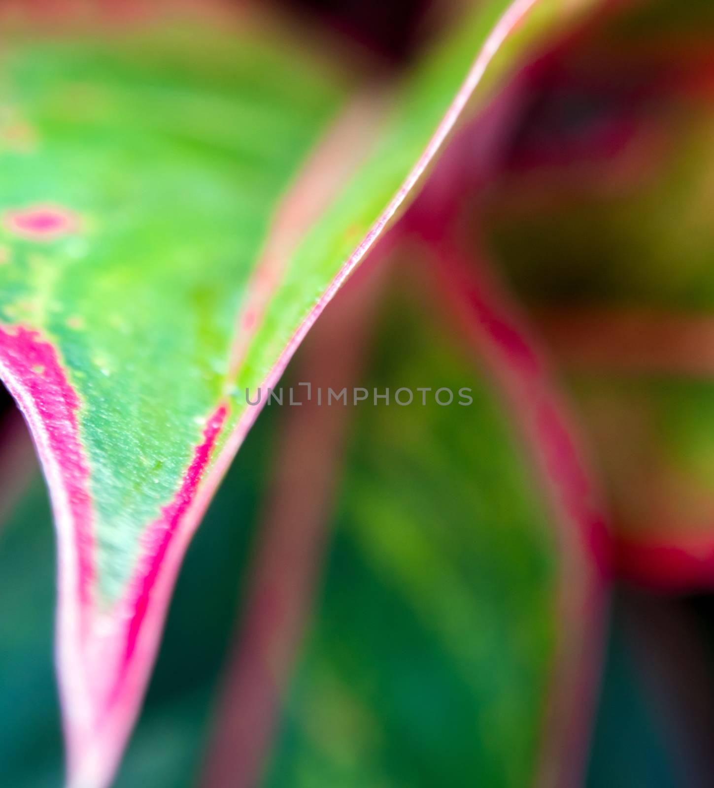 Close-up to detail vivid red and green color on leaf surface of Aglaonema 'Siam Aurola' beautiful tropical ornamental houseplant