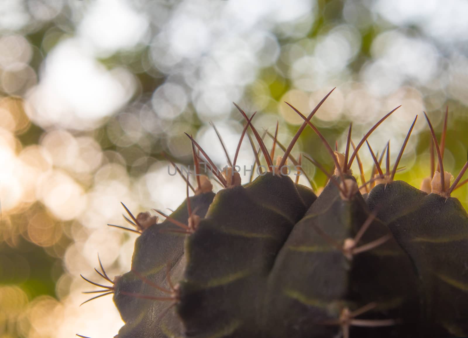 Cactus species Gymnocalycium on bokeh background by Satakorn