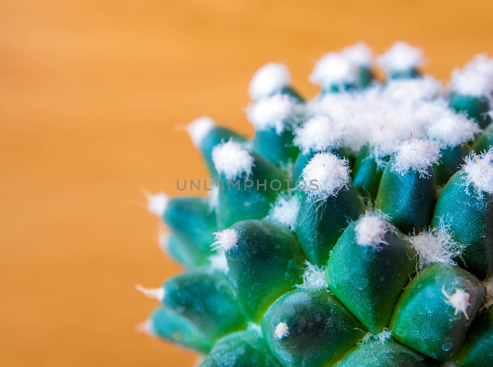 Cactus succulent plant close-up, Mammillaria gracilis cv. oruga blanca