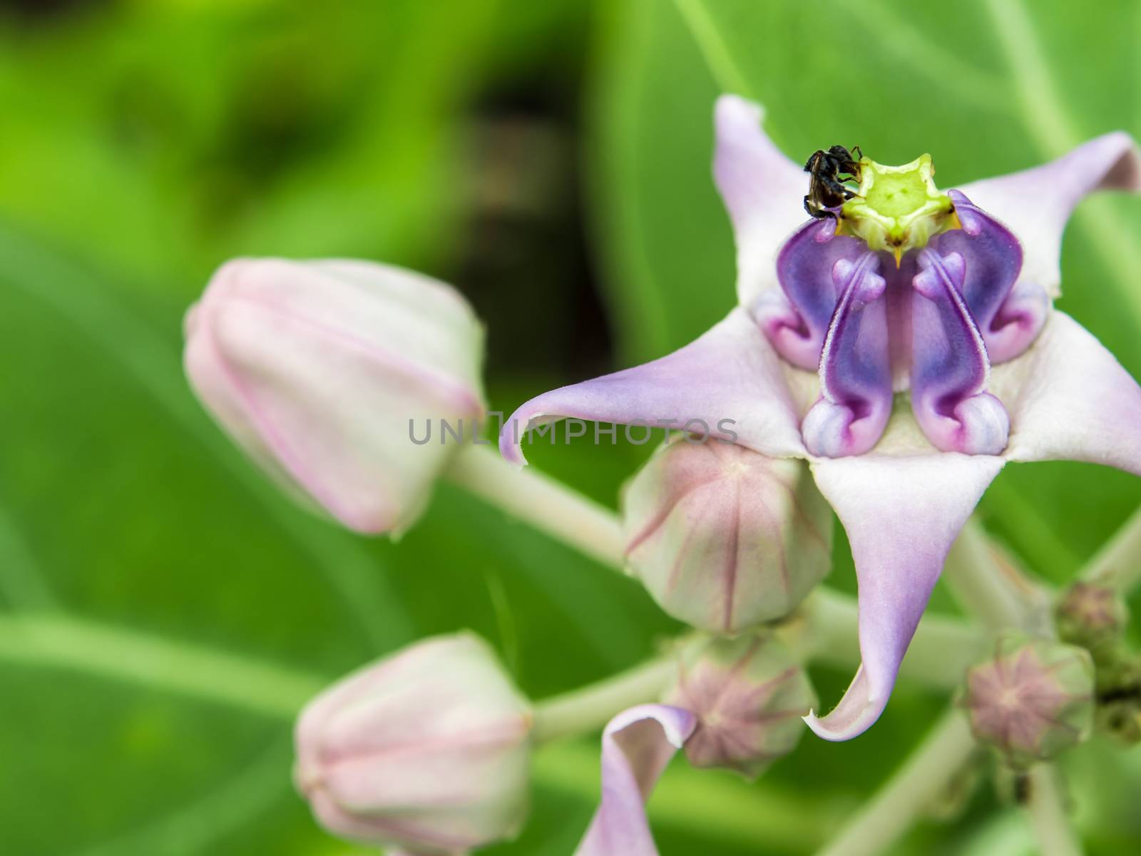 Light violet color of crown flower panicle