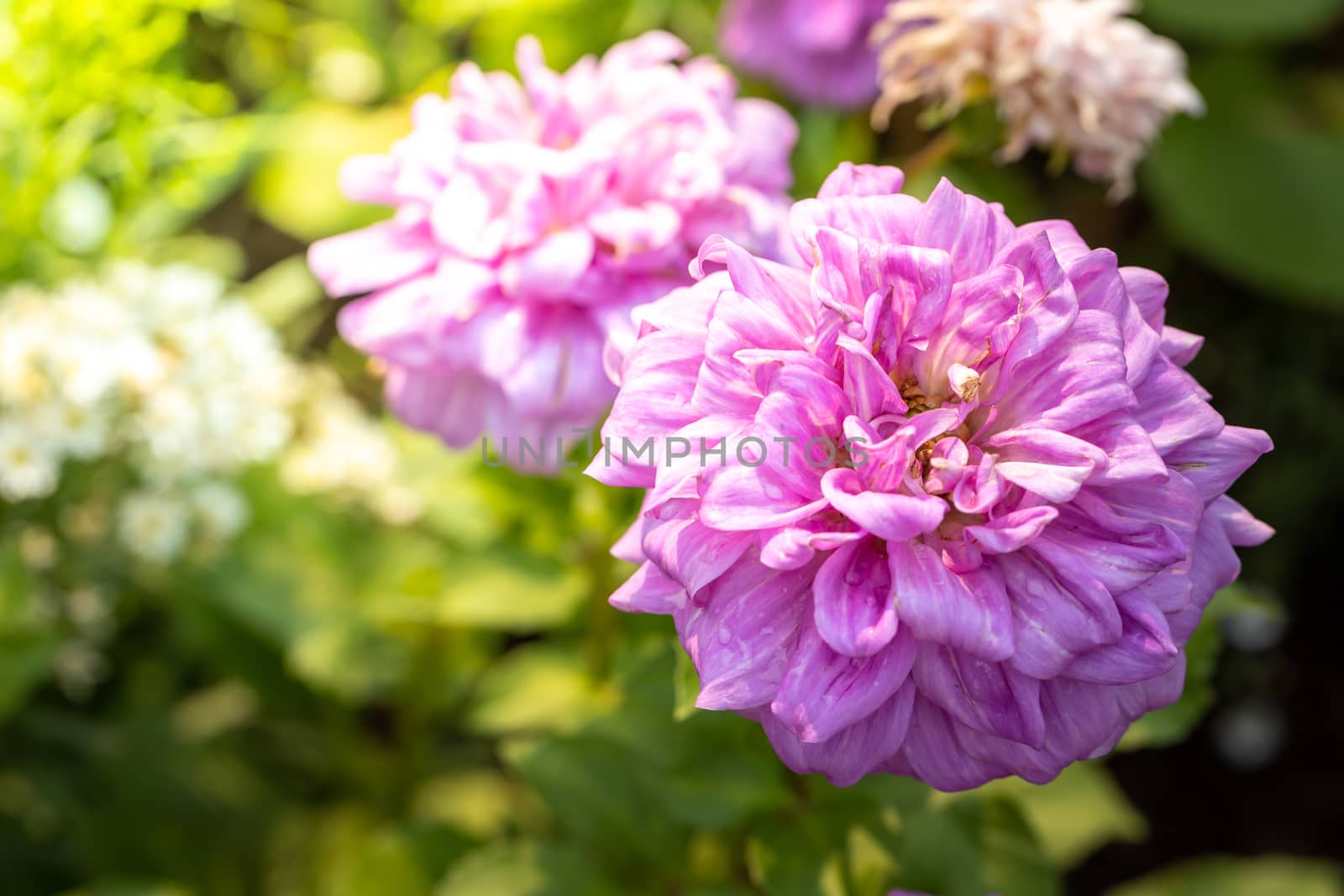 The background image of the colorful flowers, background nature