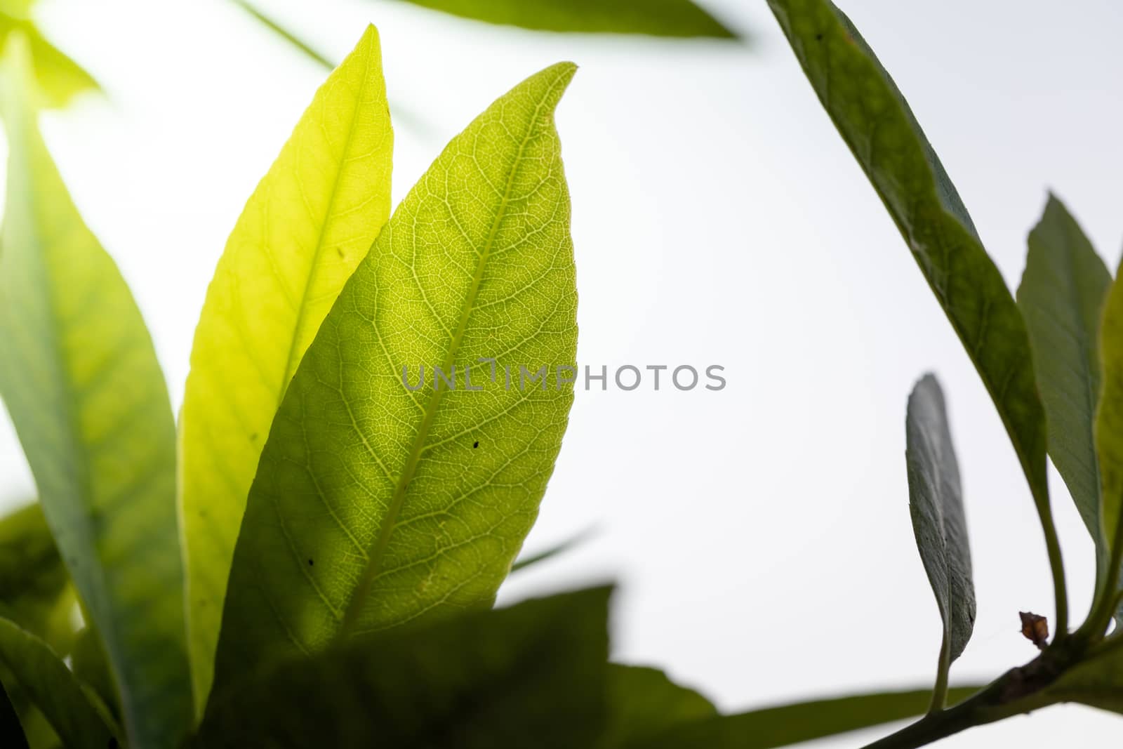 Close Up green leaf under sunlight in the garden. Natural backgr by teerawit