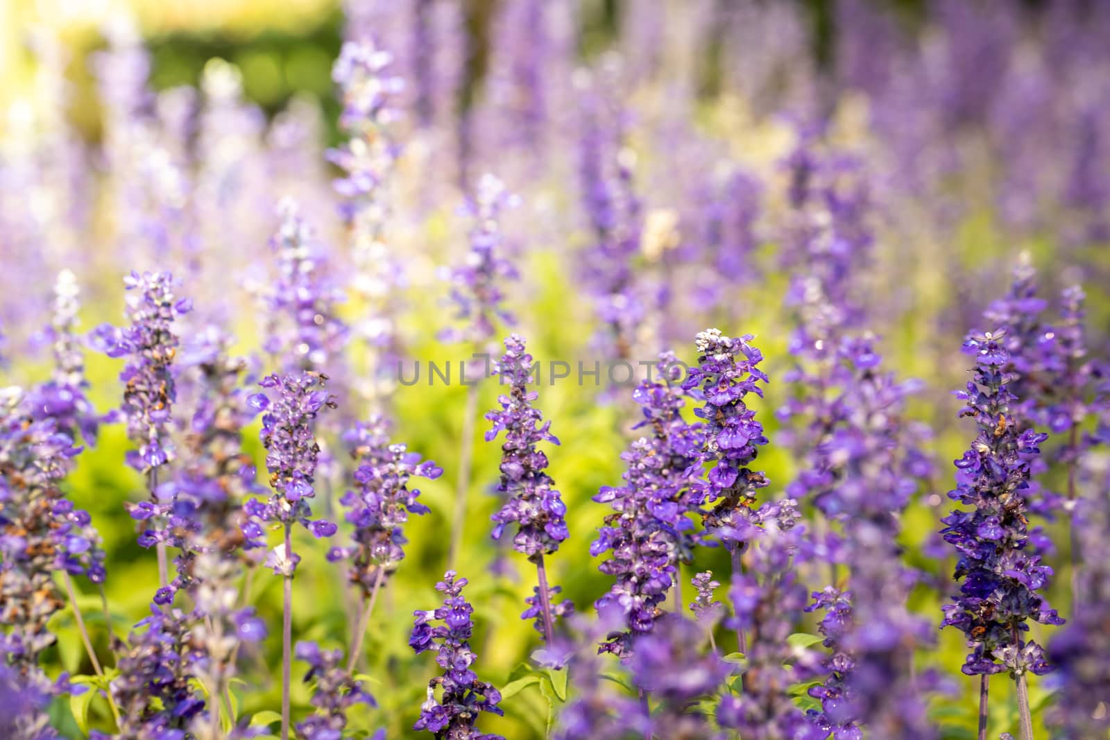 The background image of the colorful flowers by teerawit