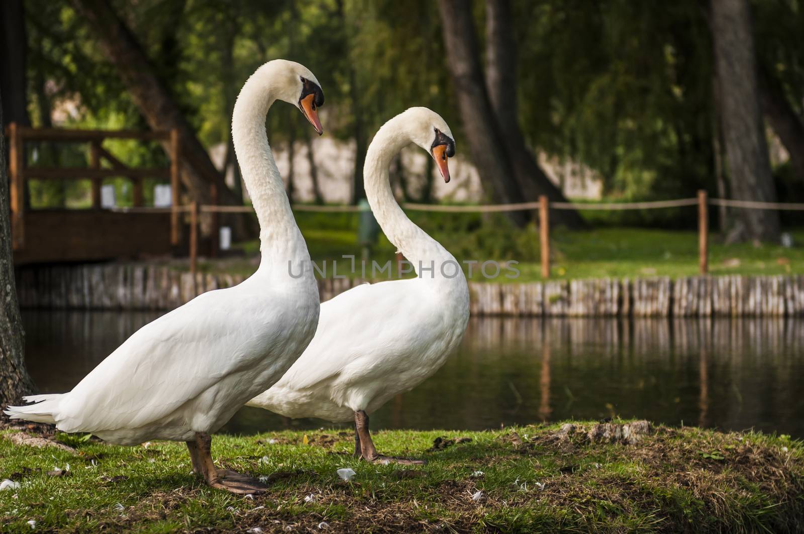 swans on pond,  in sunny day, nature series