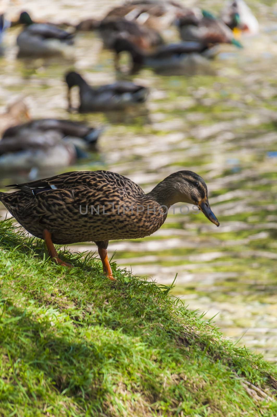 Portrait of a females of duck on the water