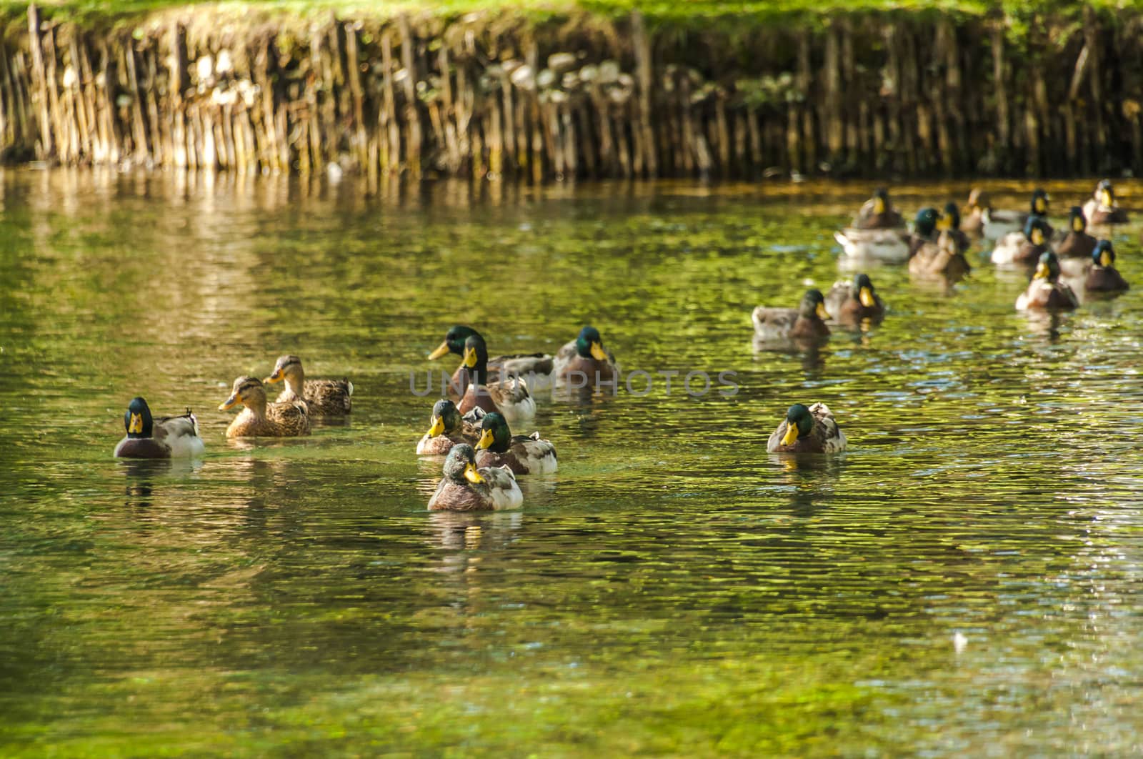 Many ducks swims on the water of a pond