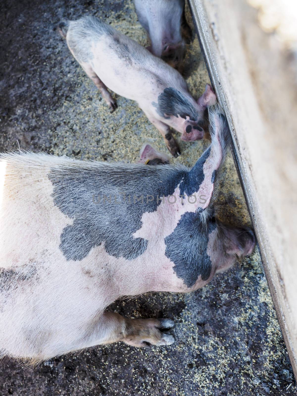 Italian pork while eating the fodder in the farm.