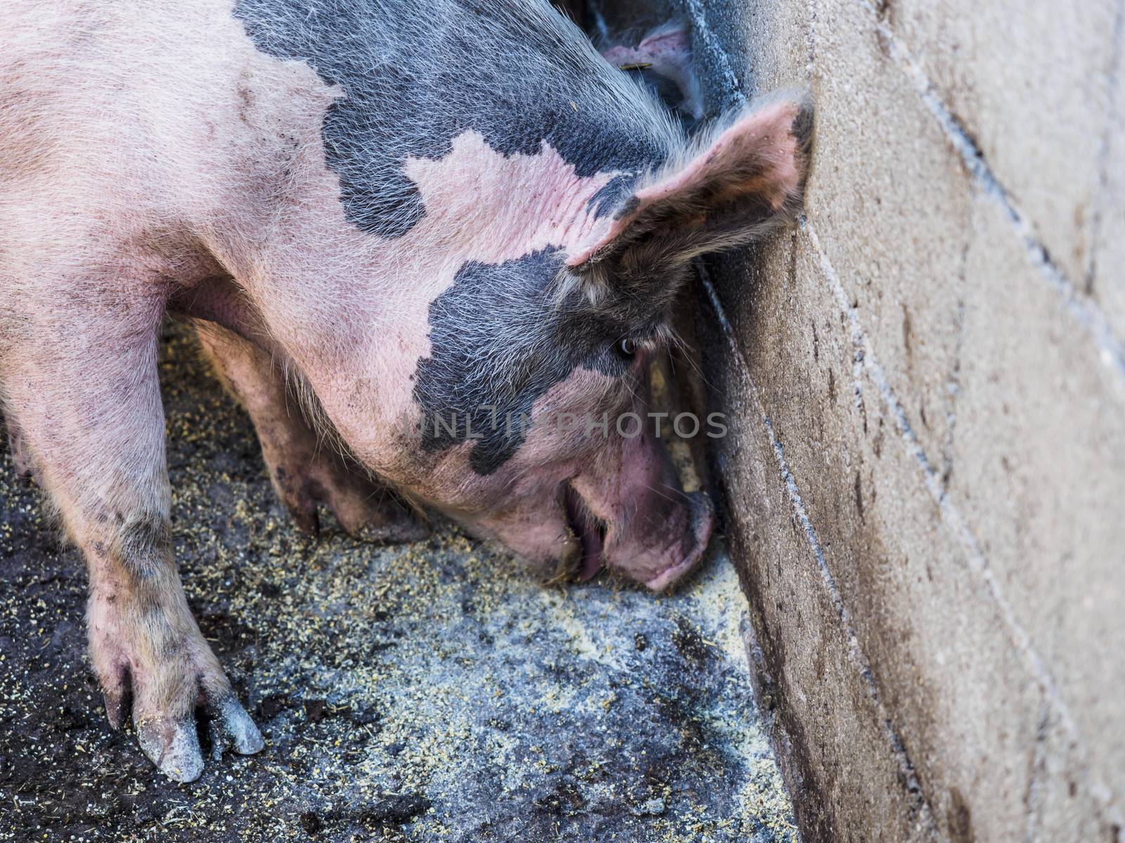 Italian pork while eating the fodder in the farm.