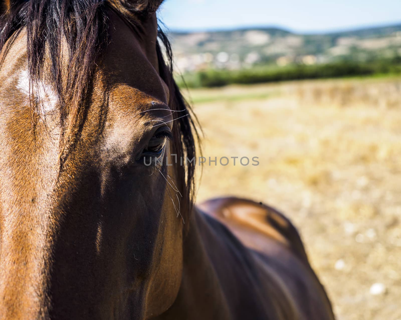Italian horse while looking toward the lens