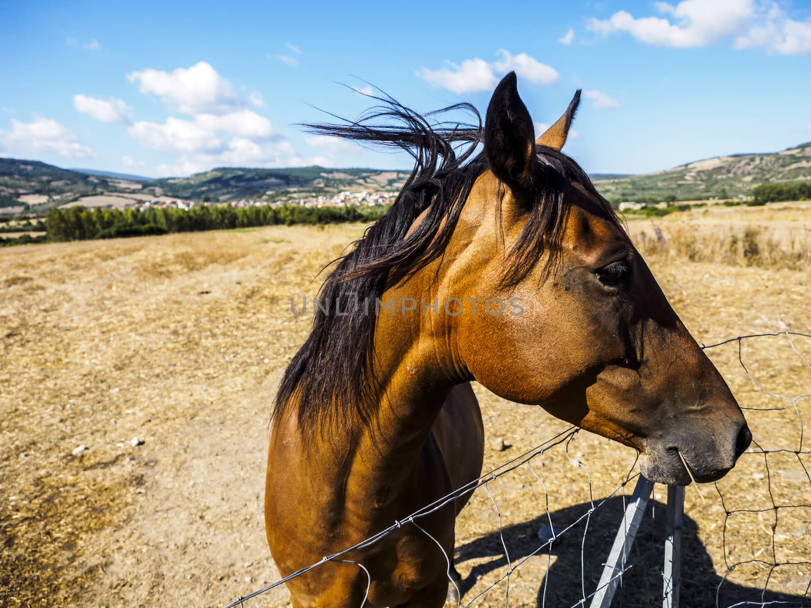 Italian horse while looking toward the lens