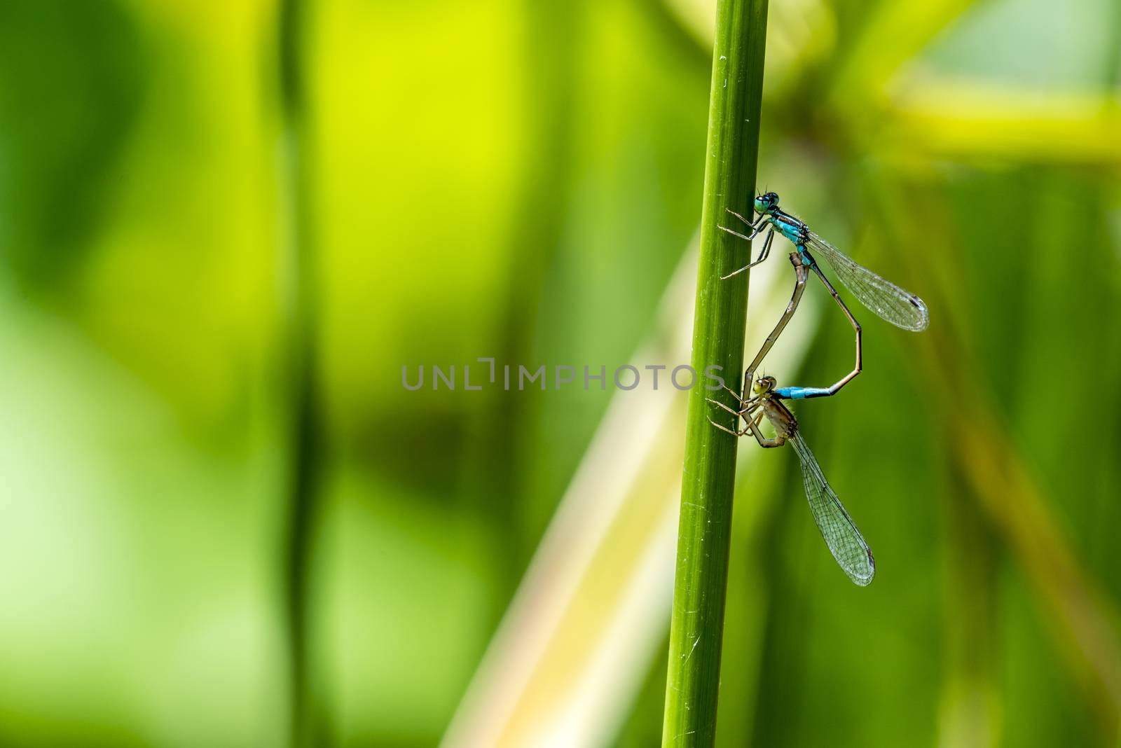 Macro of a dragonfly, posing on a green stalk.