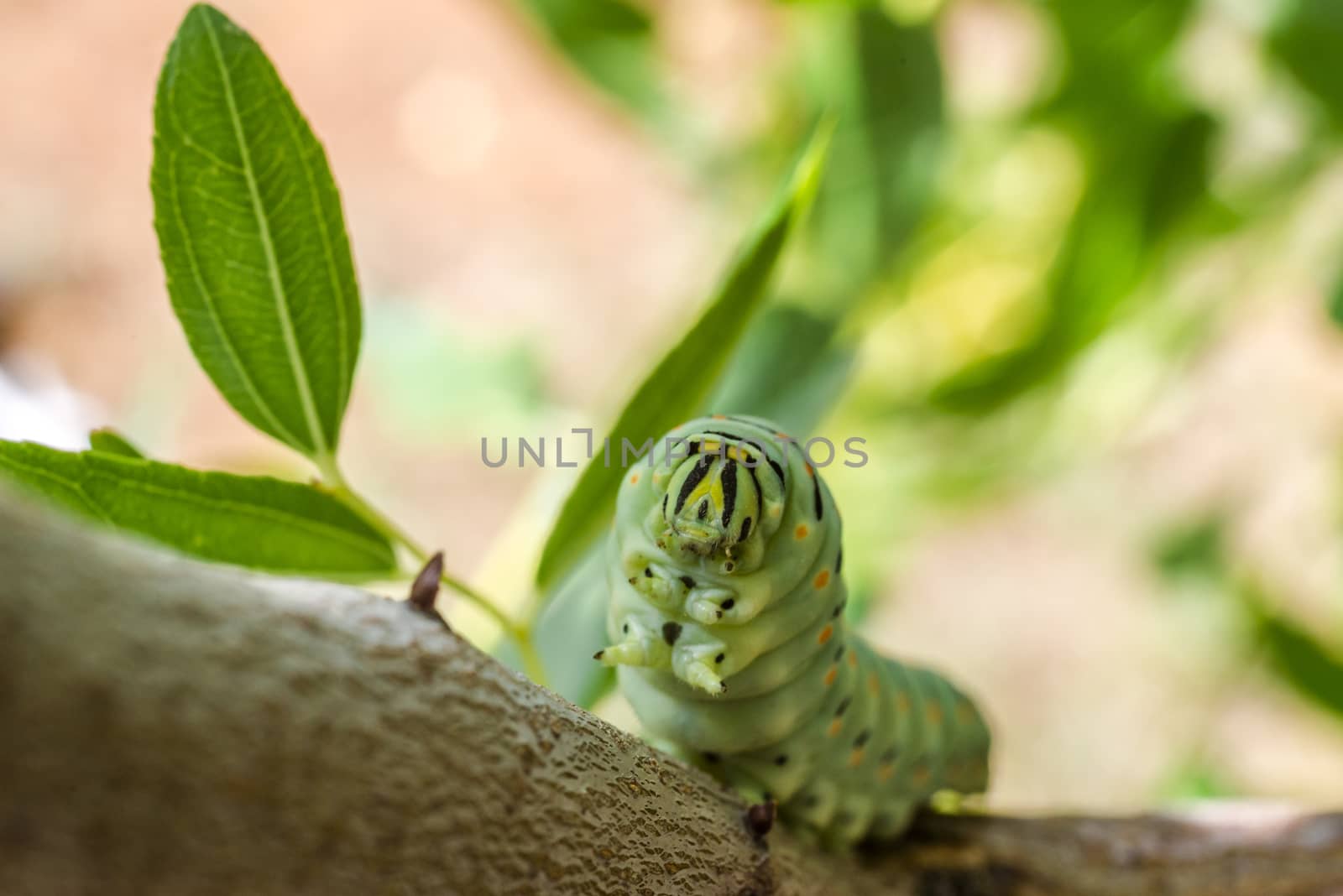 caterpillar by vinciber